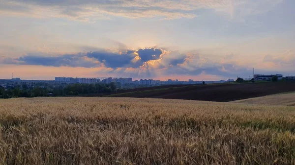 bir buğday alanı üzerinden günbatımı