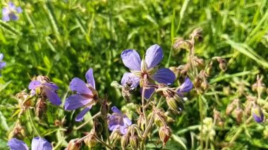 Uçan arı bir çiçekten nektar toplar.