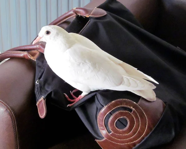 Colombe blanche assise sur un sac en cuir — Photo