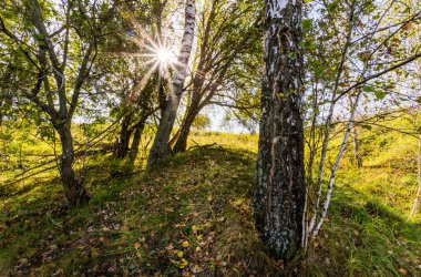 Bizon buzağı Rusya'da