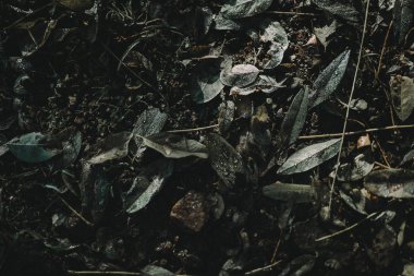 Sonbahar toprak yapısında