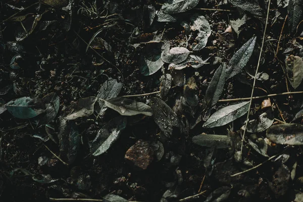 Sonbahar toprak yapısında