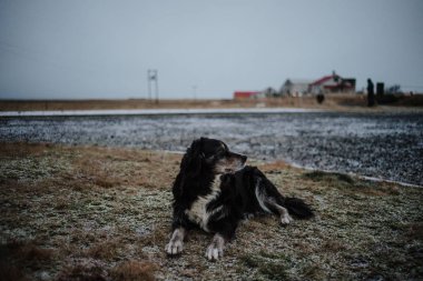 İzlanda'daki yolun kenarında oturan bir köpek.