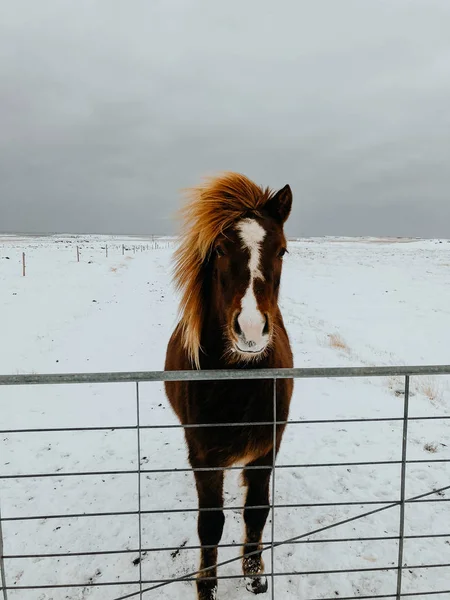 Cavalo Islandês Olhando Sobre Uma Cerca Campo Coberto Neve Islândia — Fotografia de Stock