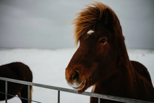 Islandský Kůň Při Pohledu Přes Plot Zasněžené Pole Islandu — Stock fotografie