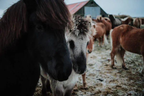 Někteří Islandské Koně Poli Přístřeškem Nimi Islandu Dva Koně Jsou — Stock fotografie