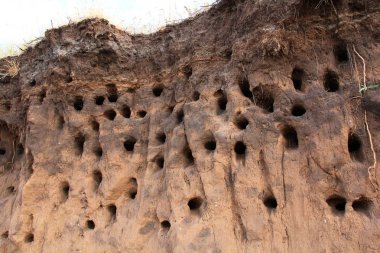 Nora yutar-beregovushki kumlu uçurumun içinde 