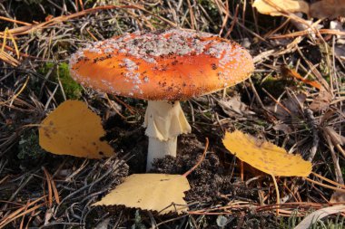 Mantarlı fly agaric sonbahar ormanda
