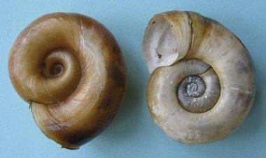  İki midye kabuğu bobin Planorbarius corneus corneous
