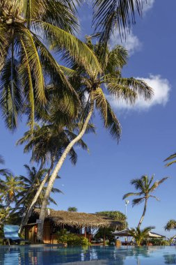 Turkuaz su ve bir kulübe bir palmiye ağacının altında Yüzme Havuzu