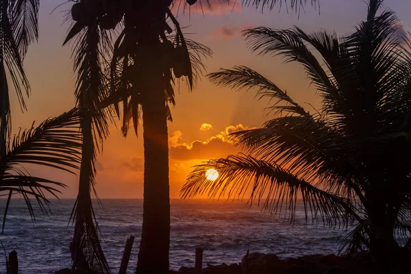 Невероятный закат у пальм — стоковое фото
