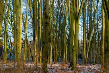 Stueck Wald im Kış