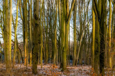Stueck Wald im Kış