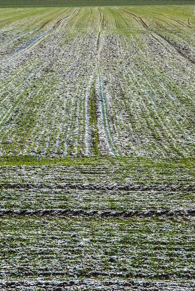 Feld mit Resten von Schnee bedeckt — ストック写真