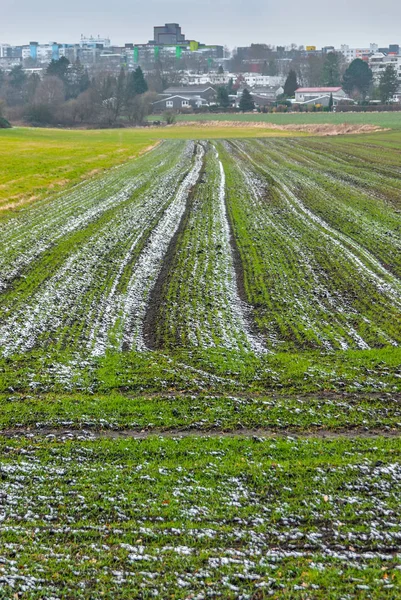 Feld mit Resten von Schnee bedeckt — Photo