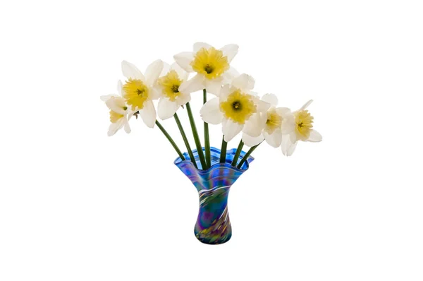 Narcisy Narcissus obrázek — Stockový vektor