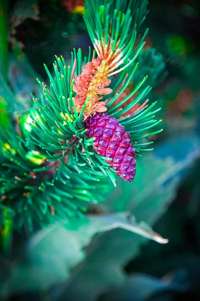 Cône de pin violet sur la branche verte du cèdre. Taïga planifie dans la lumière du matin. Nature alpine en gros plan. Arbre à conifères avec cône sur fond naturel flou émeraude. Concept écologique . — Photo