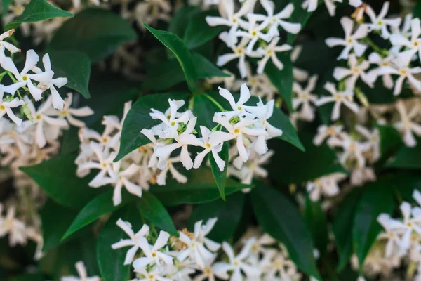 Bush of blooming white jasmine. A lot of small white flowers between emerald leaves. Floral background or wallpaper. Closeup of white flowers with five petals. Spring nature concept — Stock Photo, Image