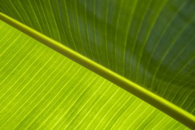 muz yaprağı dokusu arkaplanı.