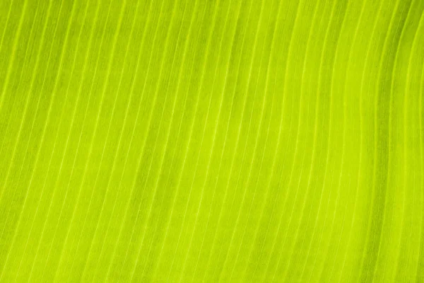 Banana leaf texture background. — Stock Photo, Image