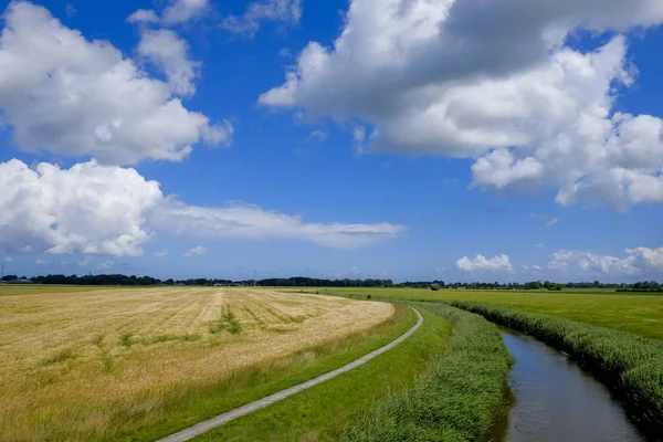 Jordbruks landskap med vete och en bäck — Stockfoto