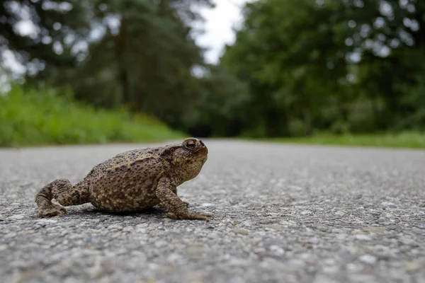 Жаба в дороге — стоковое фото