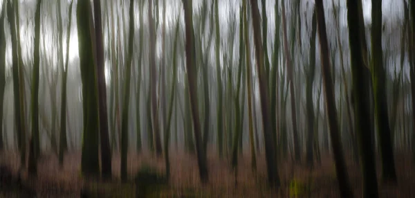 Abstrato florestal árvores borradas fundo — Fotografia de Stock