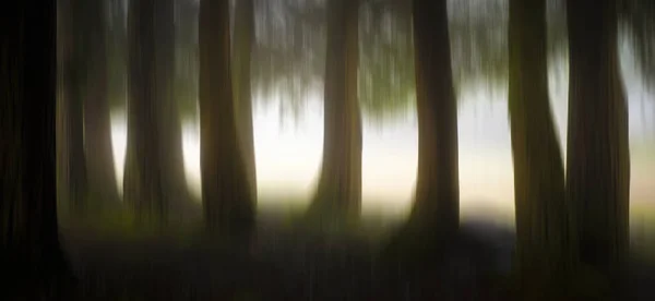 Abstrato florestal árvores borradas fundo — Fotografia de Stock