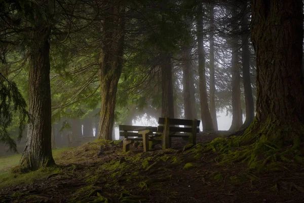 Panchina in un bosco nebbioso — Foto Stock