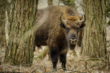 Doğal Park, Maashorst ormandaki wisent ayakta
