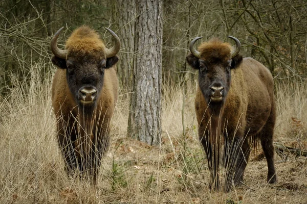 Wisent standing in the forest of the natural park, Maashorst — Stock Photo, Image