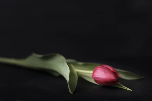 Tulipán rojo sobre fondo negro —  Fotos de Stock