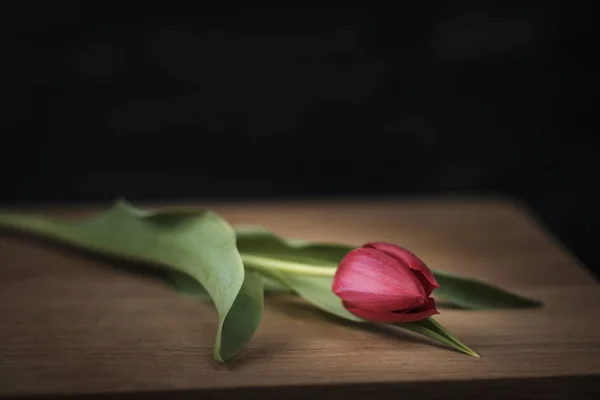 Tulipán rojo se encuentra en una tabla de madera —  Fotos de Stock
