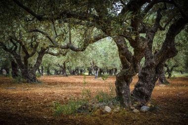 Zeytin ağaçları çiftlik altında