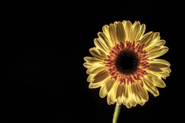 Llave baja de una flor de gerberas — Foto de Stock