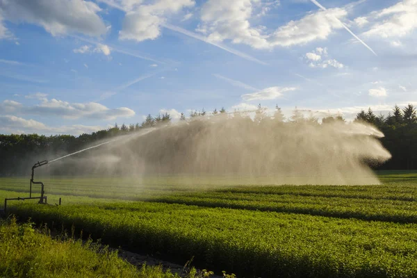 Gewas irrigatie met een waterkanon — Stockfoto