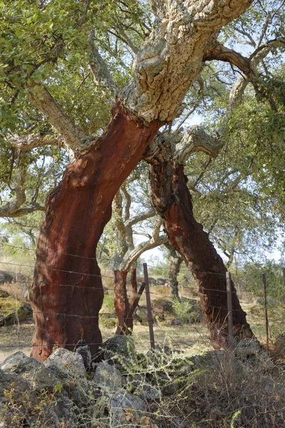 Querce da sughero pelate — Foto Stock