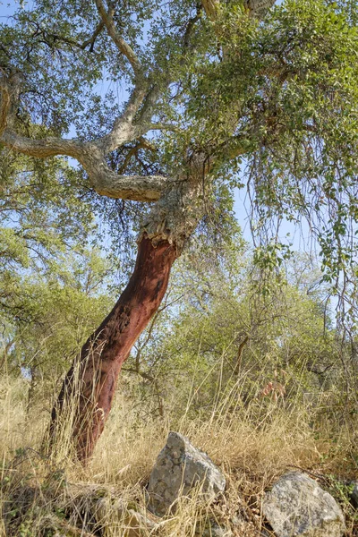 Skalade korkek ek träd — Stockfoto