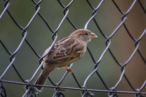 Detailní záběr fotografie ženských house sparrow sedí na drát — Stock fotografie