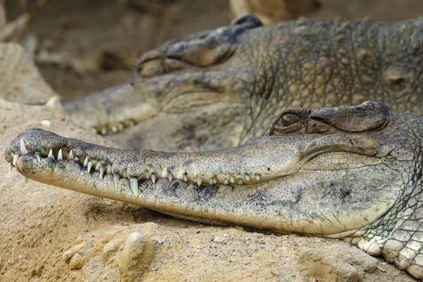 La fila de los dientes del cocodrilo — Foto de Stock