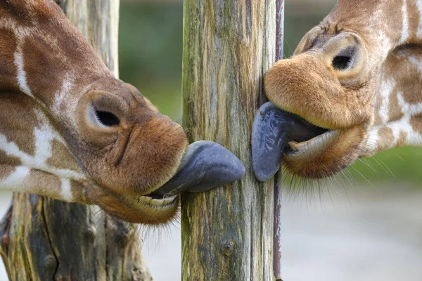 Fotos de Língua da girafa, Imagens de Língua da girafa sem royalties |  Depositphotos