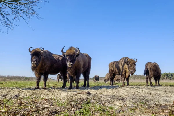 Doğal Park, Maashorst ormandaki wisent ayakta