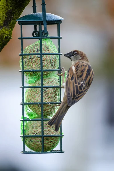 Mužské Tree Sparrow na krmítko — Stock fotografie