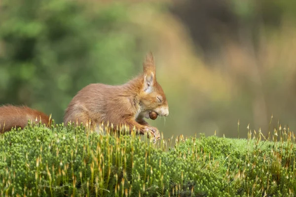 squirrel tries to break through the nut with force and thereby s