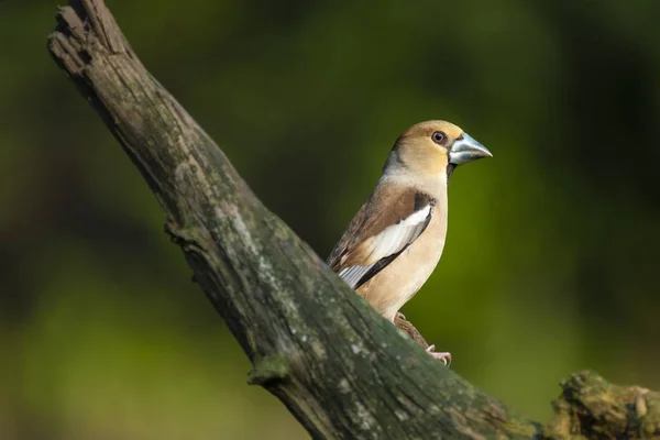 Hawfinch, Coccothraustes Coccothraustes, 单鸟 — 图库照片