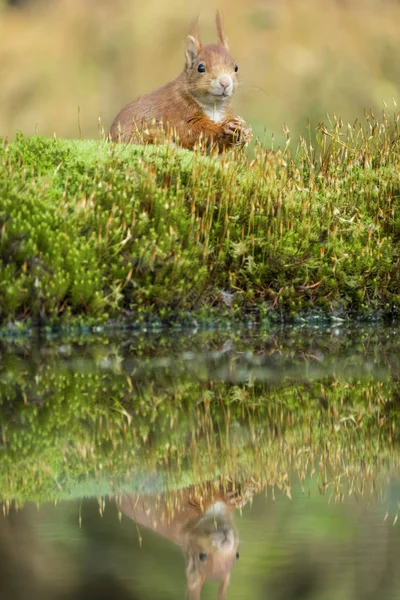 Écureuil s'assoit sur l'eau et lève les yeux avec vigilance — Photo