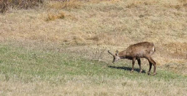 Erkek bazı otlatma chamois çimen