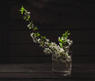 Elma çiçeği, ahşap arka plan bahar çiçekli dalına