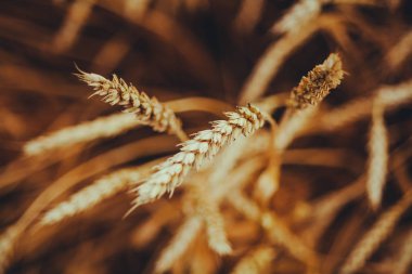 kulakları günbatımı cl sarı buğday alanının olgunlaşma, zemin