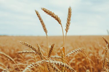 kulakları günbatımı cl sarı buğday alanının olgunlaşma, zemin